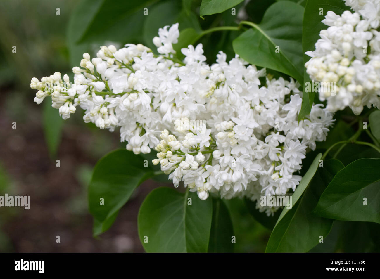 Syringa vulgaris 'Joan Dunbar' Blumen. Stockfoto