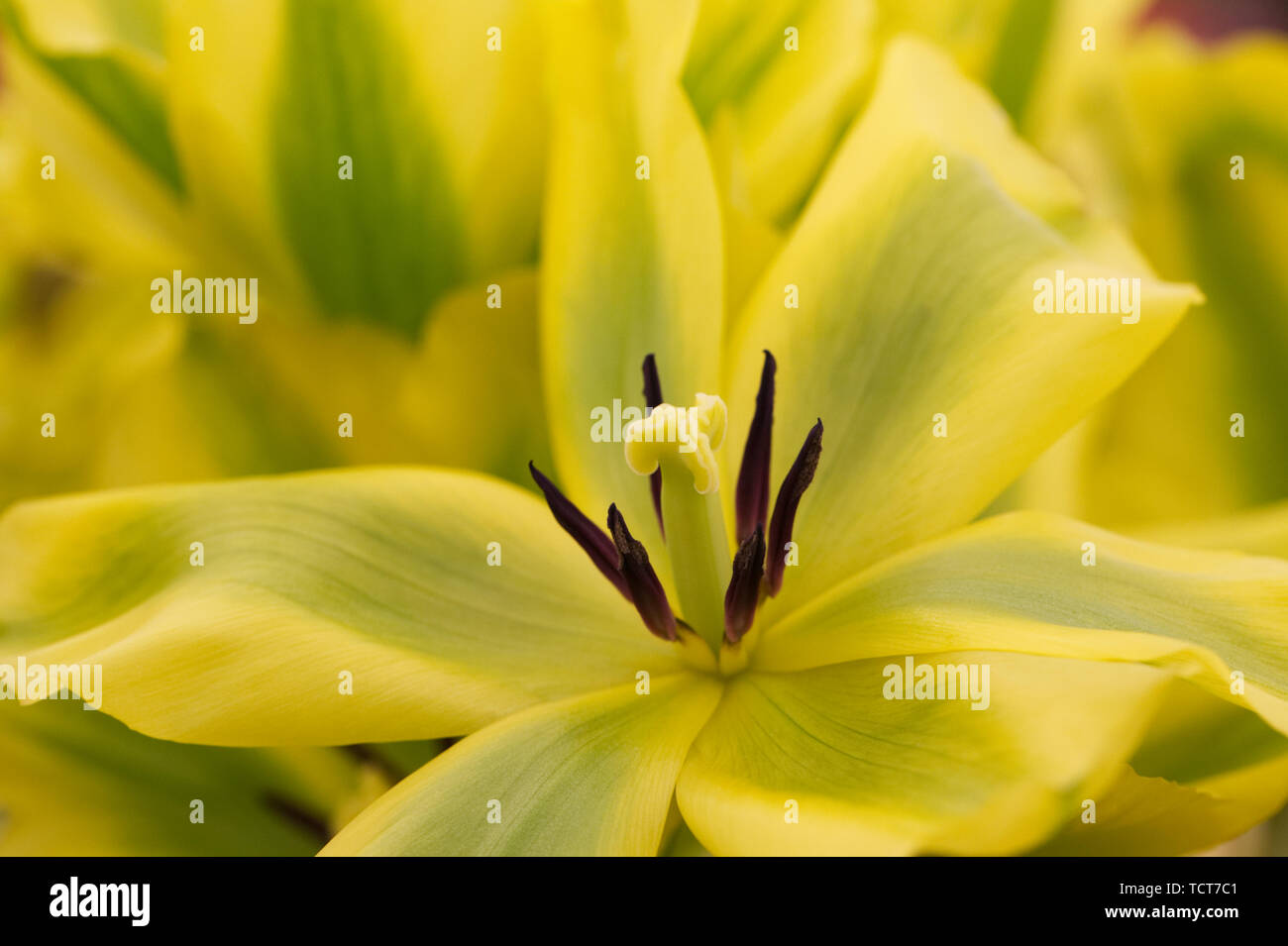 Tulipa 'Formosa 'Blume abstrakt. Stockfoto