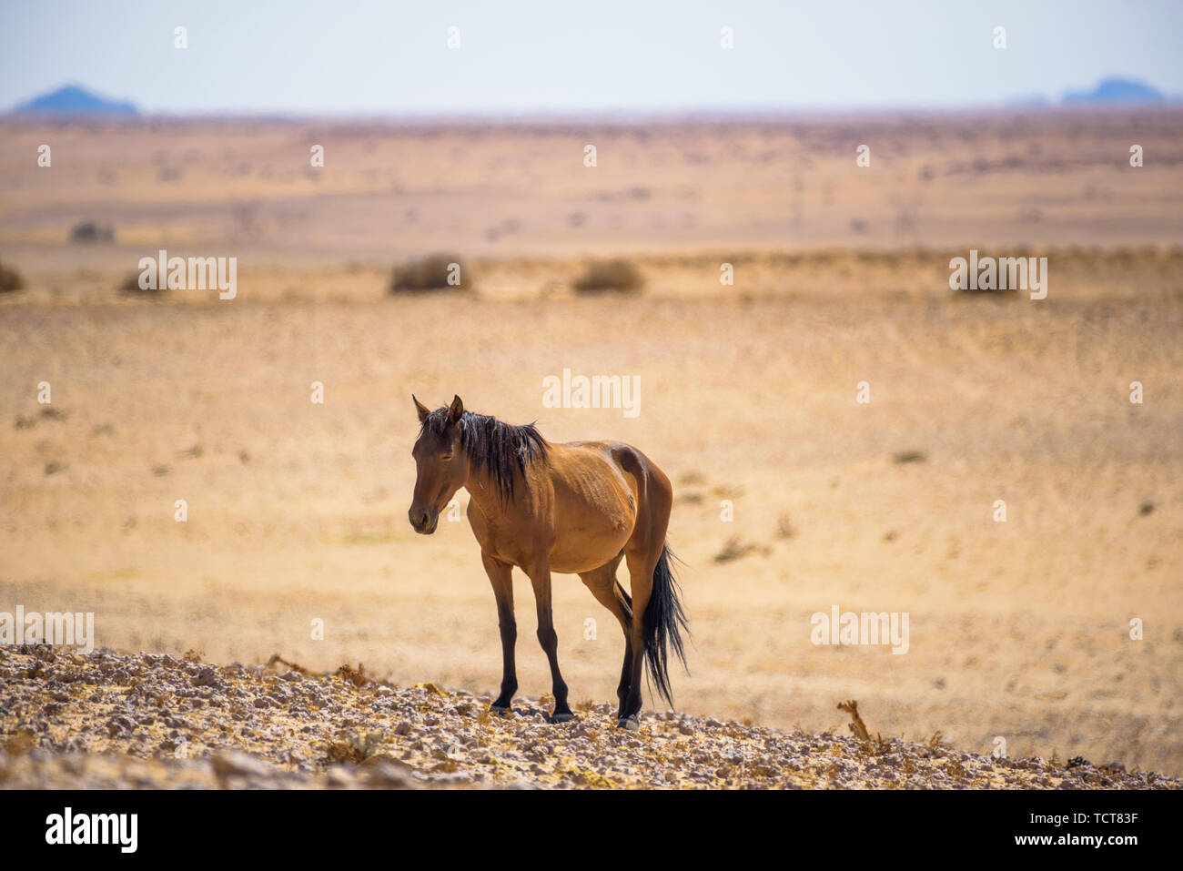 Wilden Pferde der Namib Wüste in der Nähe von Garub, Süd Namibia Stockfoto