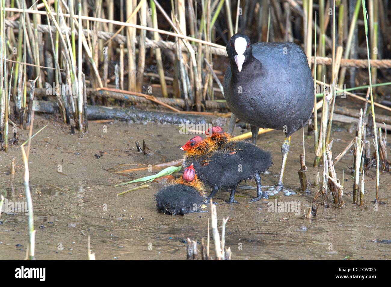 Schleswig, Deutschland. 09 Juni, 2019. 09.06.2019, jungen Blasshuhn-Kuken auf einem ersten Aufklärung tour, begleitet von den Eltern am Ufer der Schlei am Holm in Schleswig. Klasse: Vögel (Aves) Ordnung: Kran Vogel (gruiformes) Familie: Rallen (der Indopazifischen Erdtauben), Gattung: Peregrine (Fulica), Art: helles Geflügel | Verwendung der weltweiten Kredit: dpa/Alamy leben Nachrichten Stockfoto