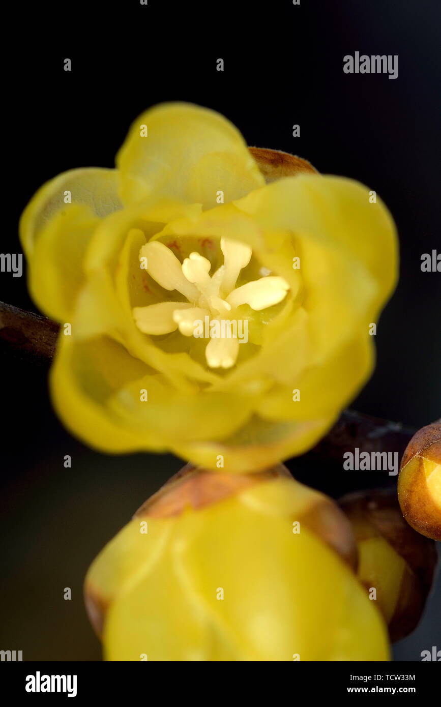 Plum flower Stockfoto