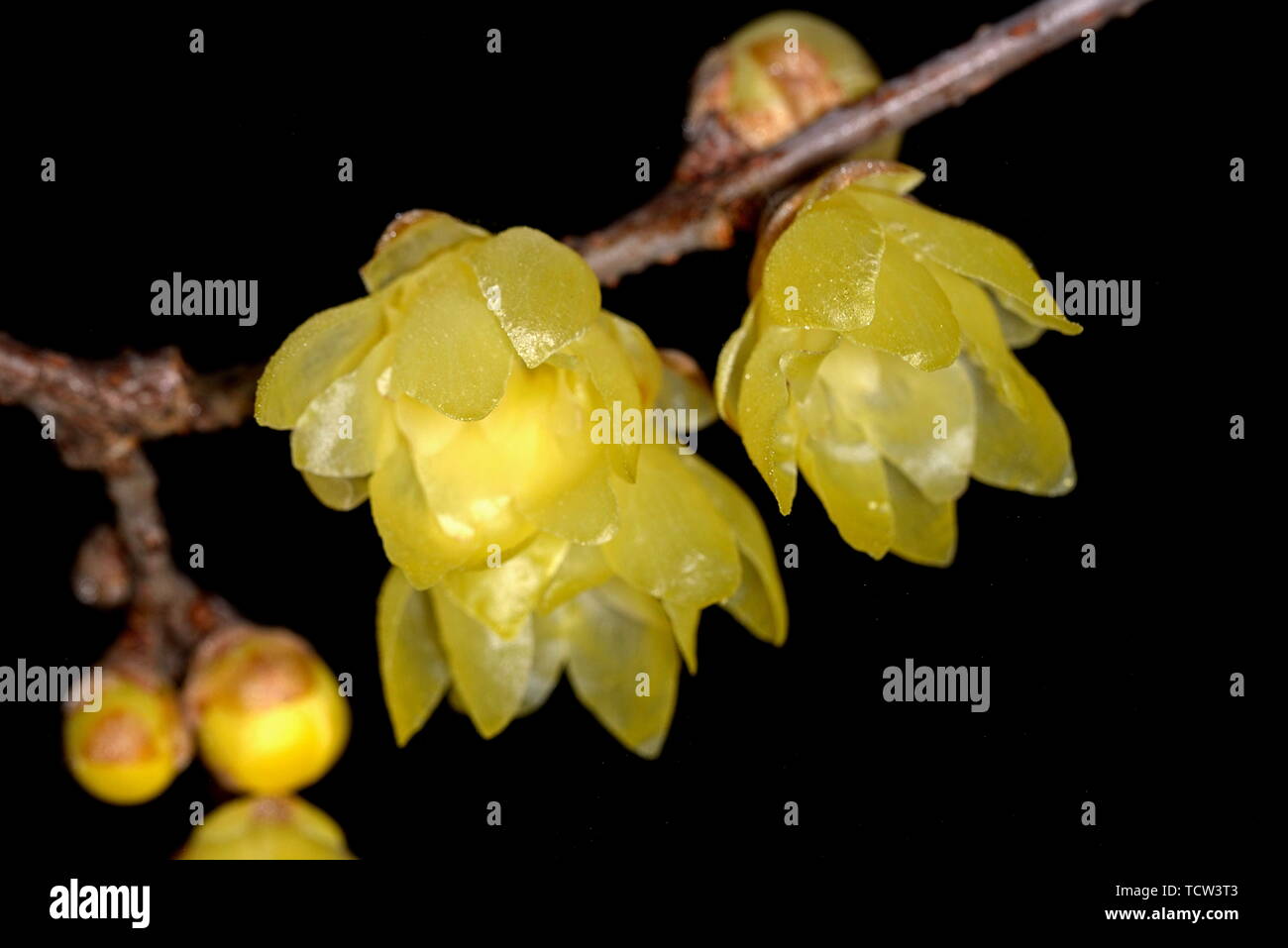Plum flower Stockfoto