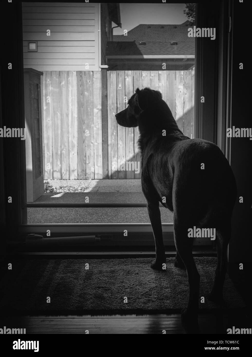 Schwarz-weiß-Bild einer traurig aussehenden Hund steht an der Glastür warten auf ihre Besitzer zurück zu kommen, der Hund ist gegen das Licht Silhouette, Stockfoto
