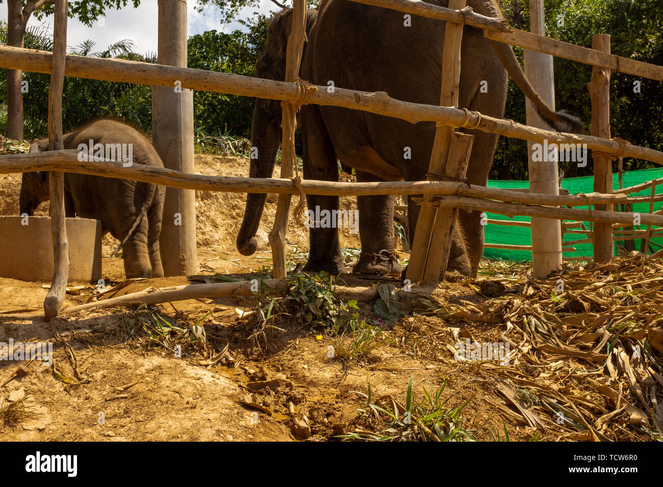 Eine schreckliche Szene eines erwachsenen Asiatischen Elefanten und ihr Kalb angekettet in einer kleinen Holz- Gehäuse für die Unterhaltung der Touristen in Koh Lanta, Thailand Stockfoto