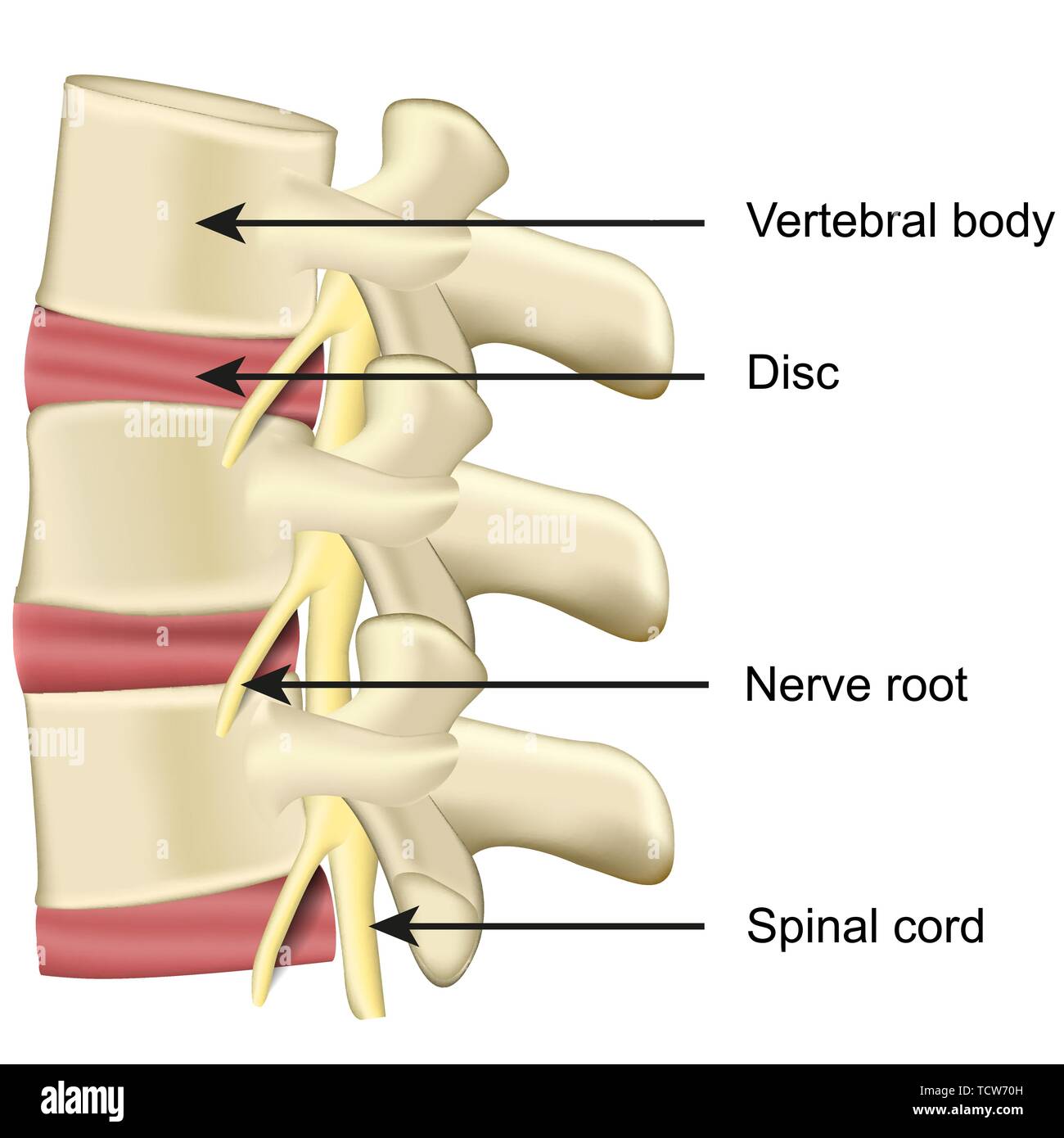 Rücken und Wirbelsäule Anatomie medizinische Vector Illustration auf weißem Hintergrund eps 10. Stock Vektor