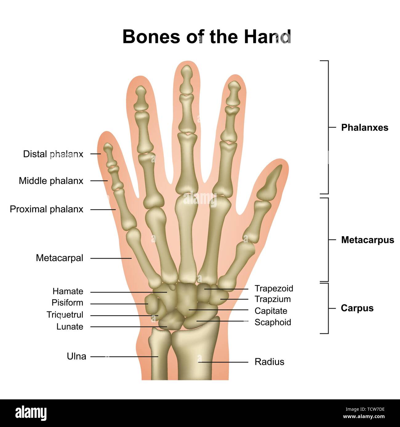 Knochen der Hand medizinische Vector Illustration auf weißem Hintergrund  eps 10 Infografik Stock-Vektorgrafik - Alamy