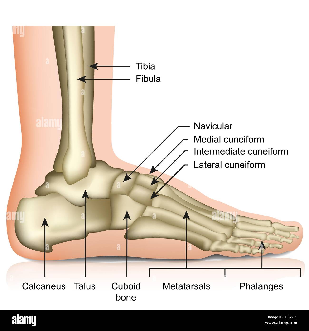 Knochen des Fuß- und Sprunggelenk medizinische Vector Illustration auf weißem Hintergrund eps 10 Infografik Stock Vektor
