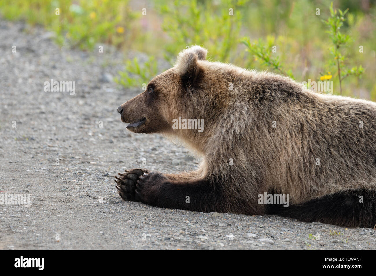 Wild hungrig und schrecklichen Kamtschatka Braunbär (Ursus arctos piscator) liegt auf Steinen und um. Kamchatka Halbinsel, Russischen Fernen Osten Stockfoto