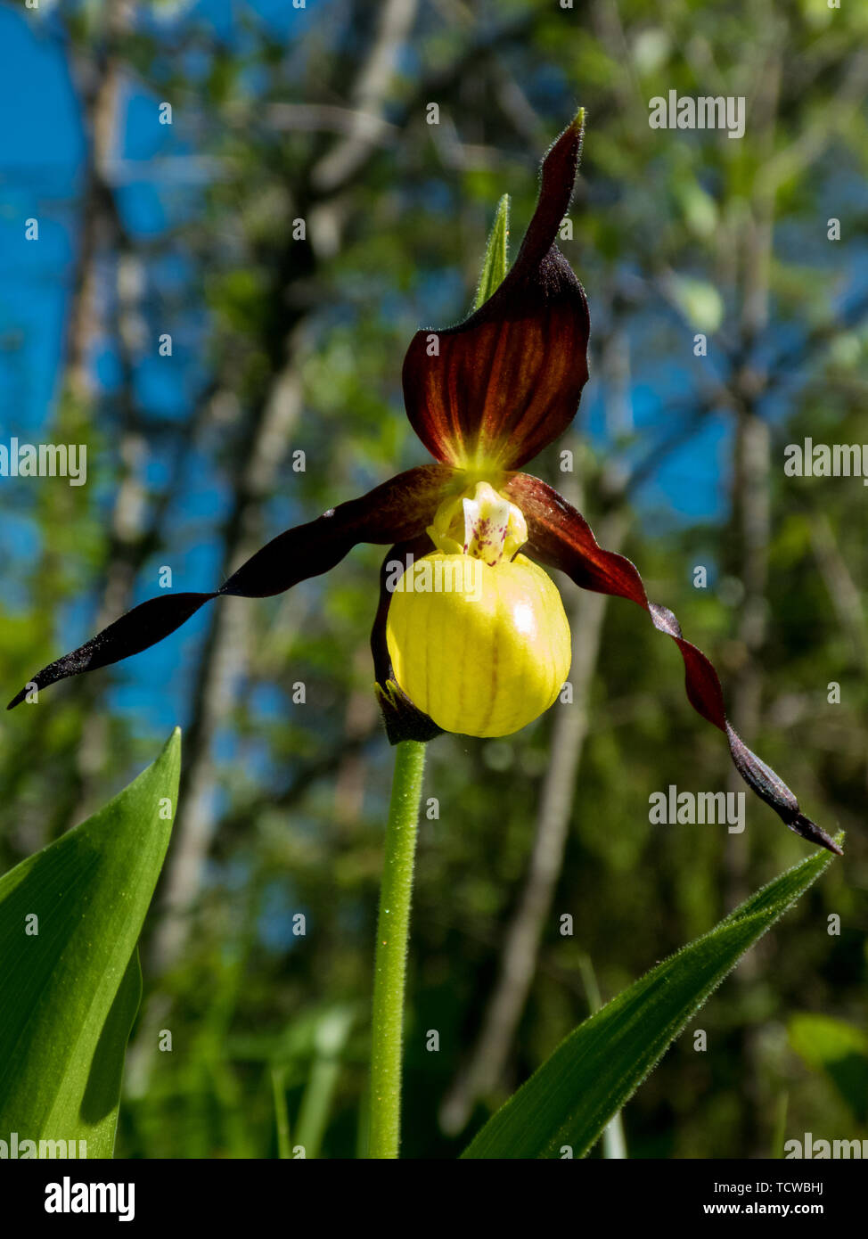 Wild Cypripedium calceolus (gelb Lady Slipper) Stockfoto