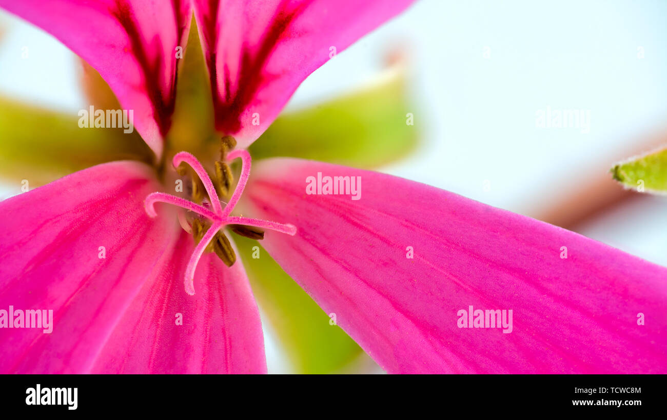 Makro der Blütenstempel eines kleinen rosa Geranien auf weißem Hintergrund Stockfoto