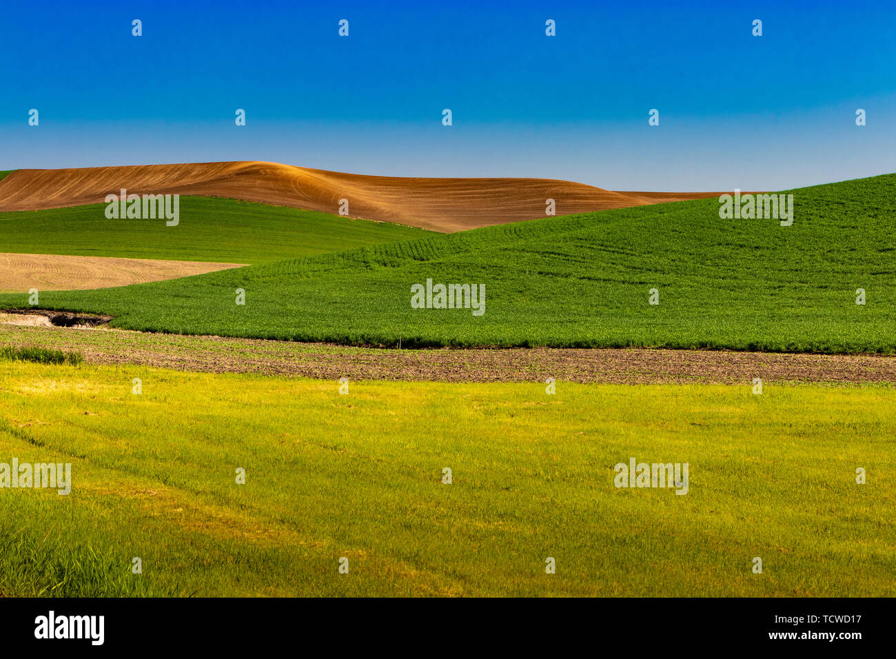 Die sanften Hügel und Korn Feld Muster der Palouse, Washington, USA, Stockfoto