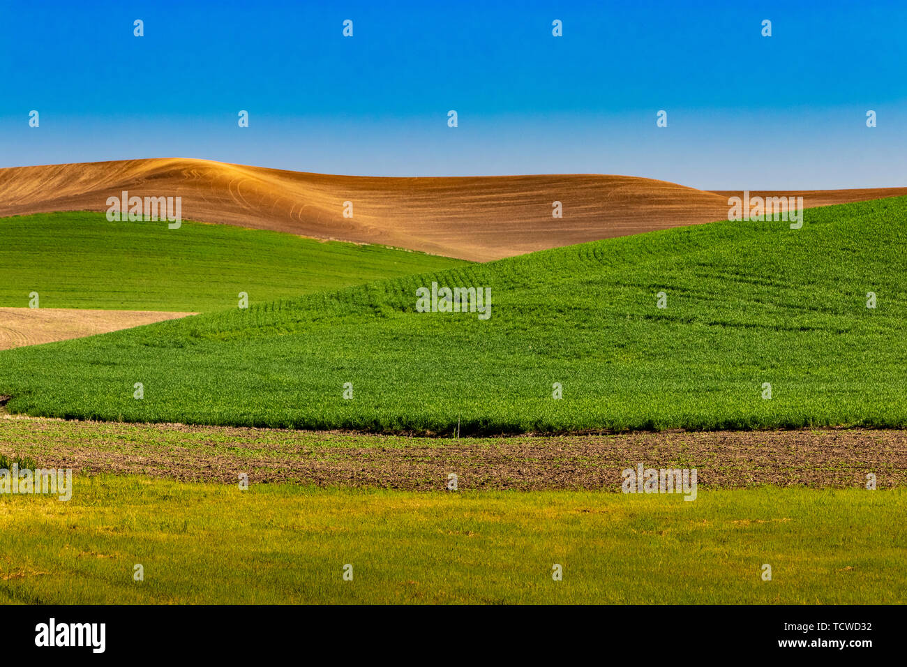 Die sanften Hügel und Korn Feld Muster der Palouse, Washington, USA, Stockfoto