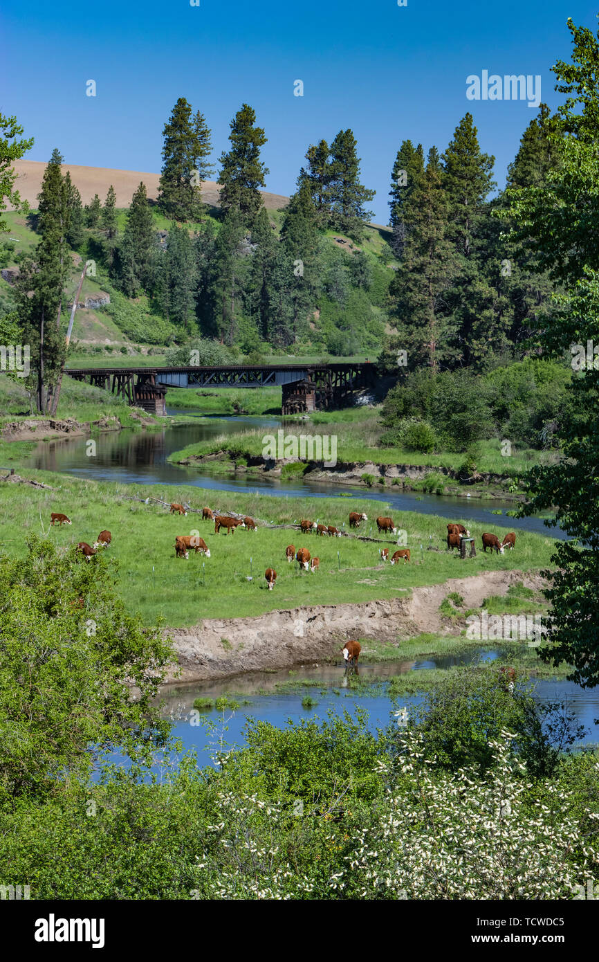 Eine Herde von Rindern grasen neben einem Bach in einem Tal auf der Weide in der Nähe des Dorfes Palouse, Washington, USA. Stockfoto