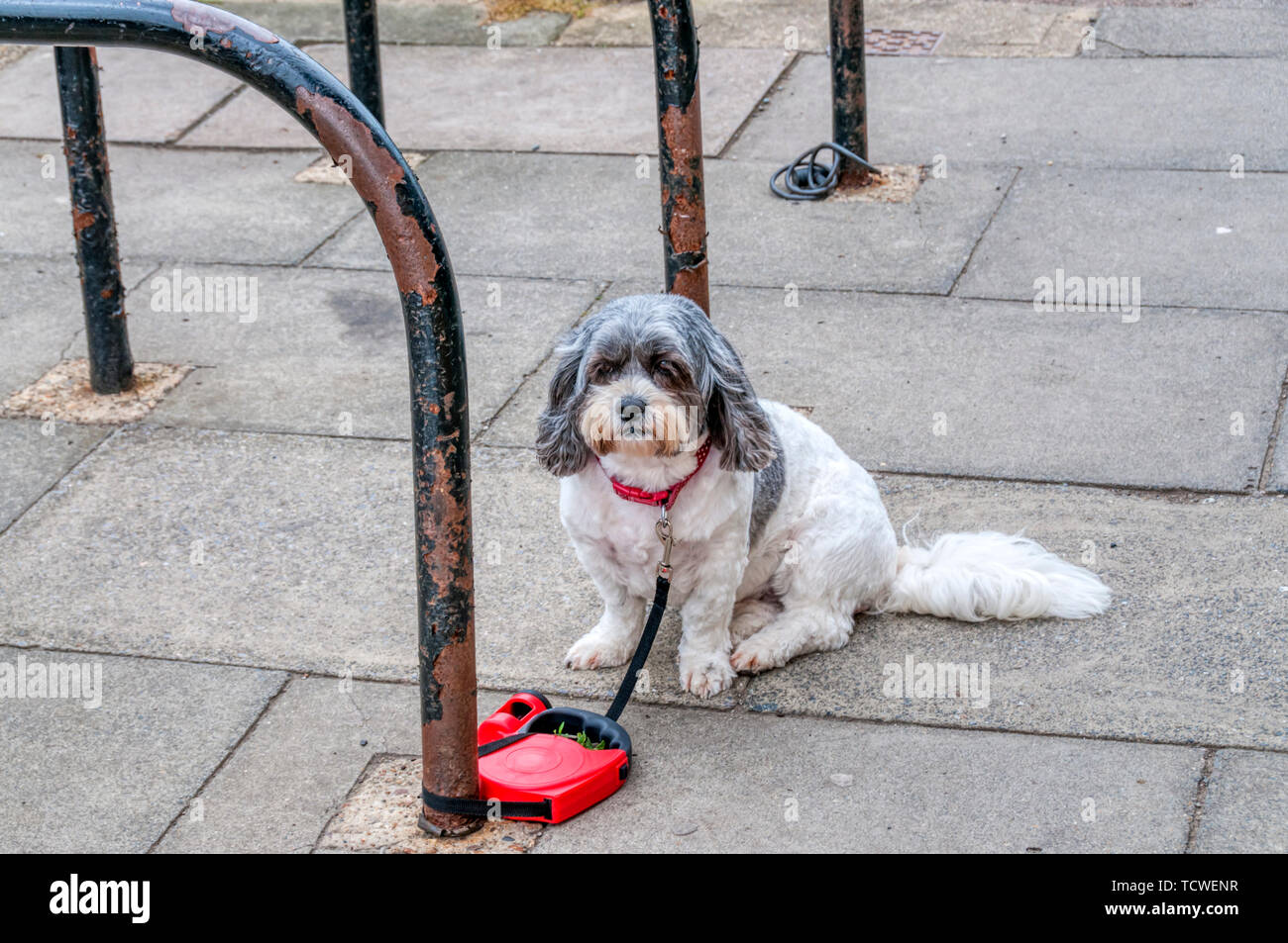 Hund gebunden außerhalb Shop wartet auf seinen Besitzer zurückzukehren. Stockfoto