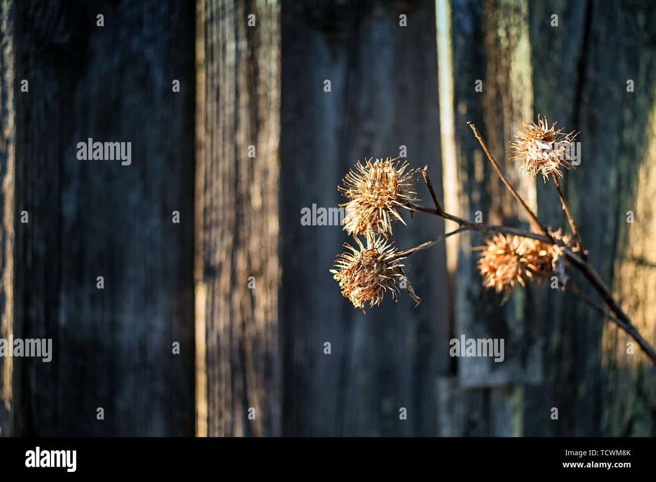 Die Sonne leuchtet die Toten Melancholie thistle Blumen von einer alten Scheune Haus am ländlichen Finnland. Stockfoto