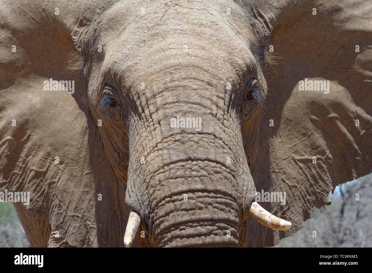 Afrikanischen Busch Elefant (Loxodonta africana), erwachsenen männlichen, Porträt, Nahaufnahme, Krüger Nationalpark, Südafrika Stockfoto