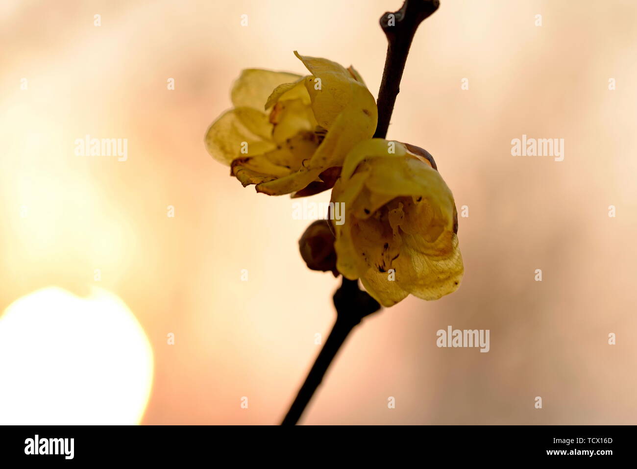 Plum flower Stockfoto