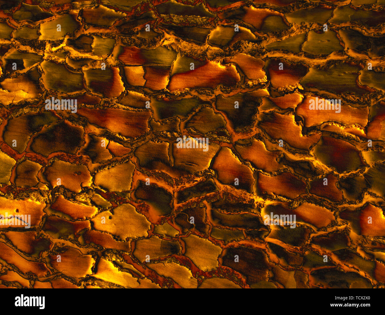 Gold Farbe Holz Oberflächenstruktur. Seltene Holzmaserung natürlichen Muster für Design und Dekor. Abstrakte metallisch glänzenden Hintergrund. Stockfoto