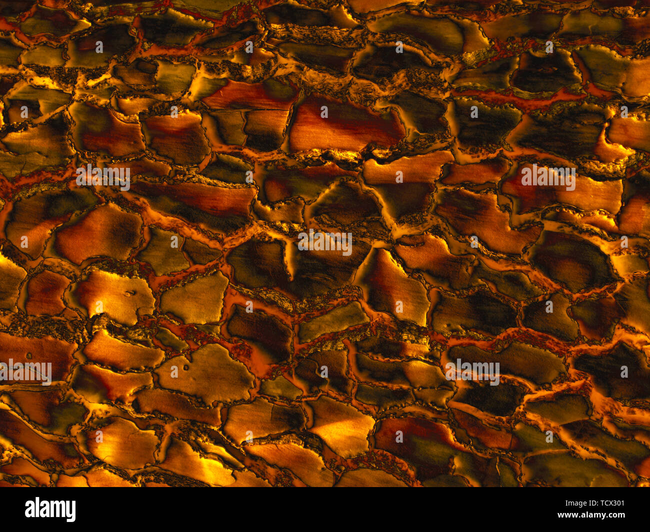 Gold Farbe Holz Oberflächenstruktur. Seltene Holzmaserung natürlichen Muster für Design und Dekor. Abstrakte metallisch glänzenden Hintergrund. Stockfoto