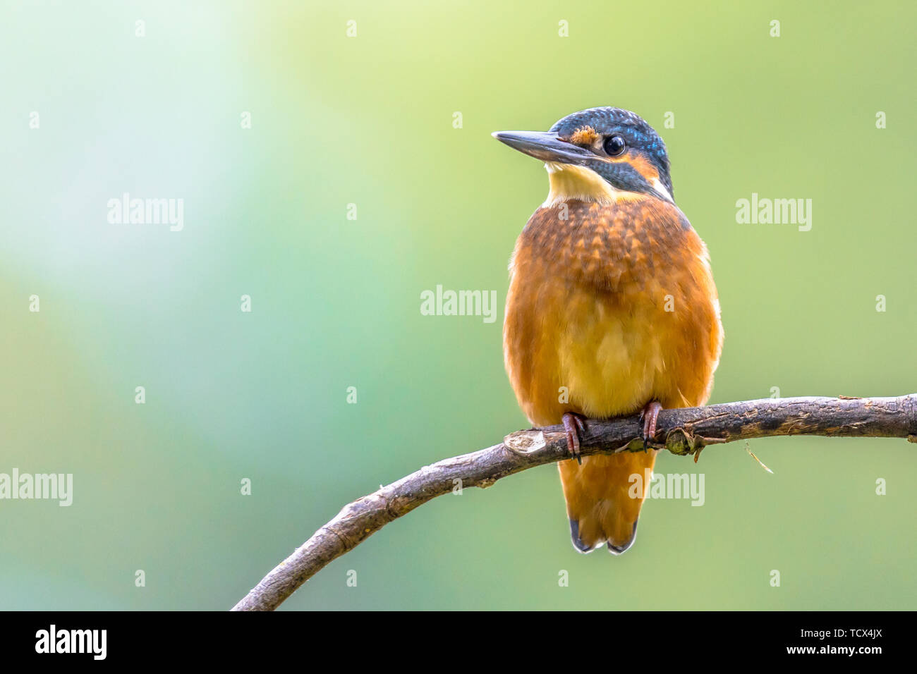 Eurasischen Eisvogel (Alcedo atthis) ist ein weit verbreitetes kleiner Eisvogel mit Vertrieb in Europa, Asien und Nordafrika. Es ist ansässig in Stockfoto