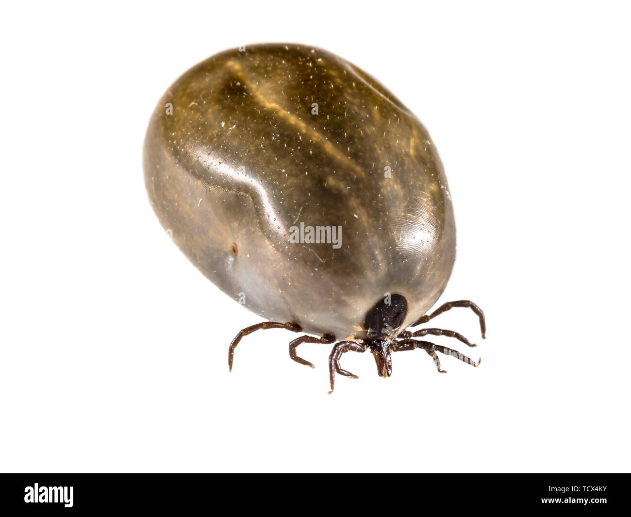 Castor Bean Zecke (Ixodes ricinus) angesaugt voller Blut und bereit zu reproduzieren. Dieses Tier ist Erreger der Lyme Krankheit und tick-borne encephali Stockfoto