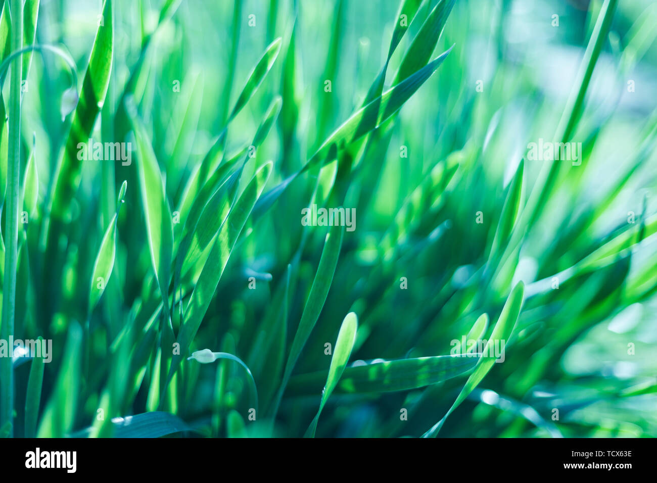 Perfekten grünen Hintergrund durch den frischen Rasen Stockfoto