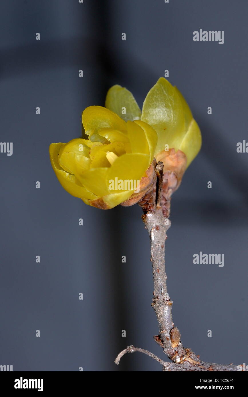 Plum flower Stockfoto