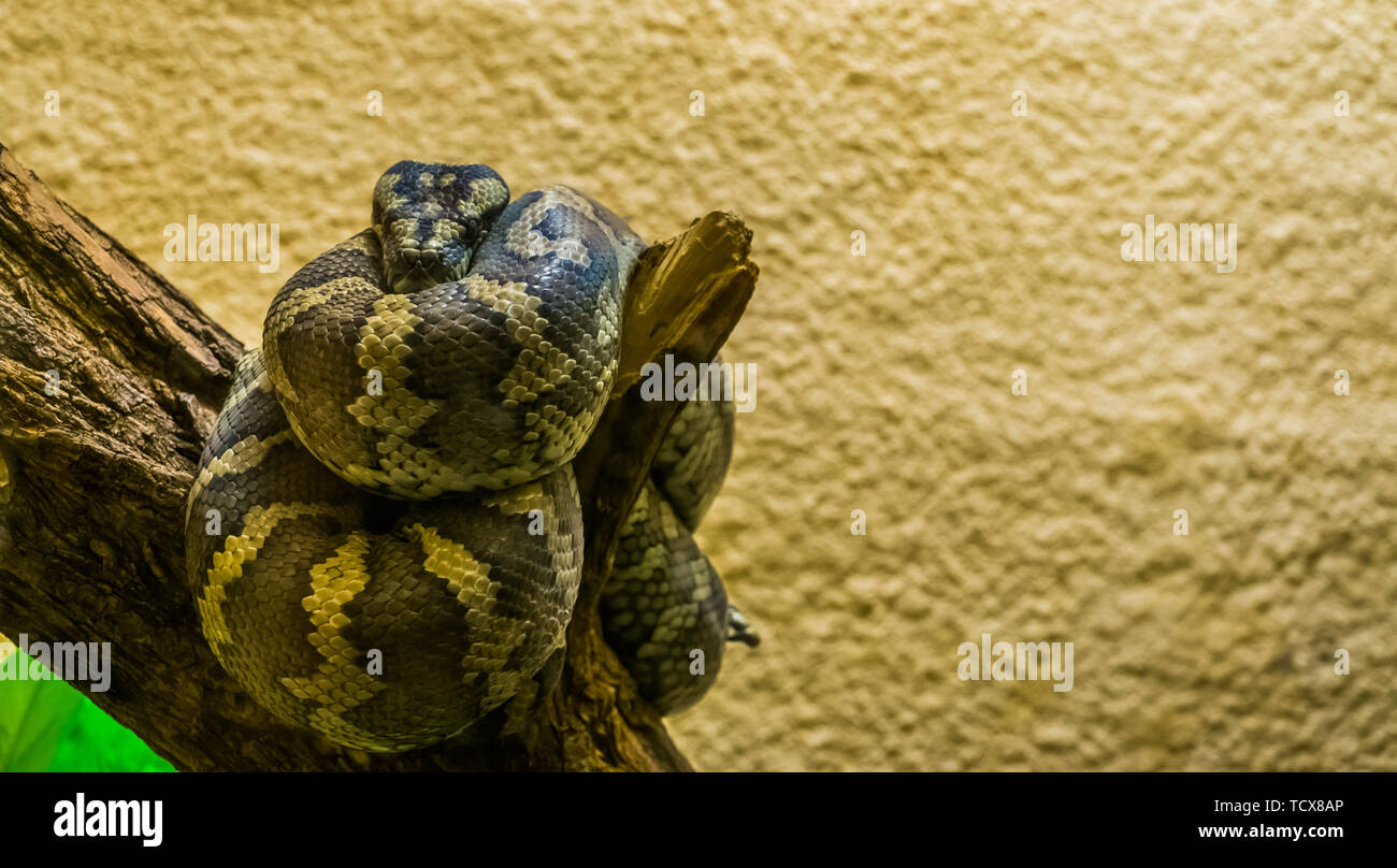 Porträt von einem nordwestlichen Teppichpython aufgewickelt oben auf einem Ast, tropischen Reptil aus Australien Stockfoto