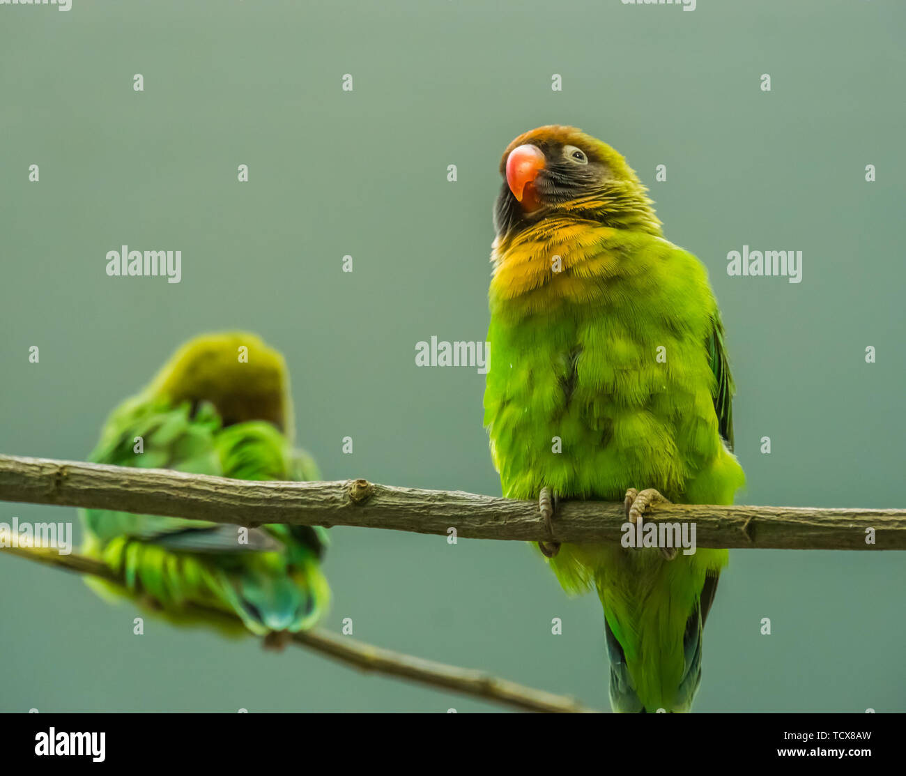 Closeup Portrait eines Schwarzen ist lovebird, in der Nähe der bedrohten tropischen Holzarten aus Sambia, Afrika Stockfoto