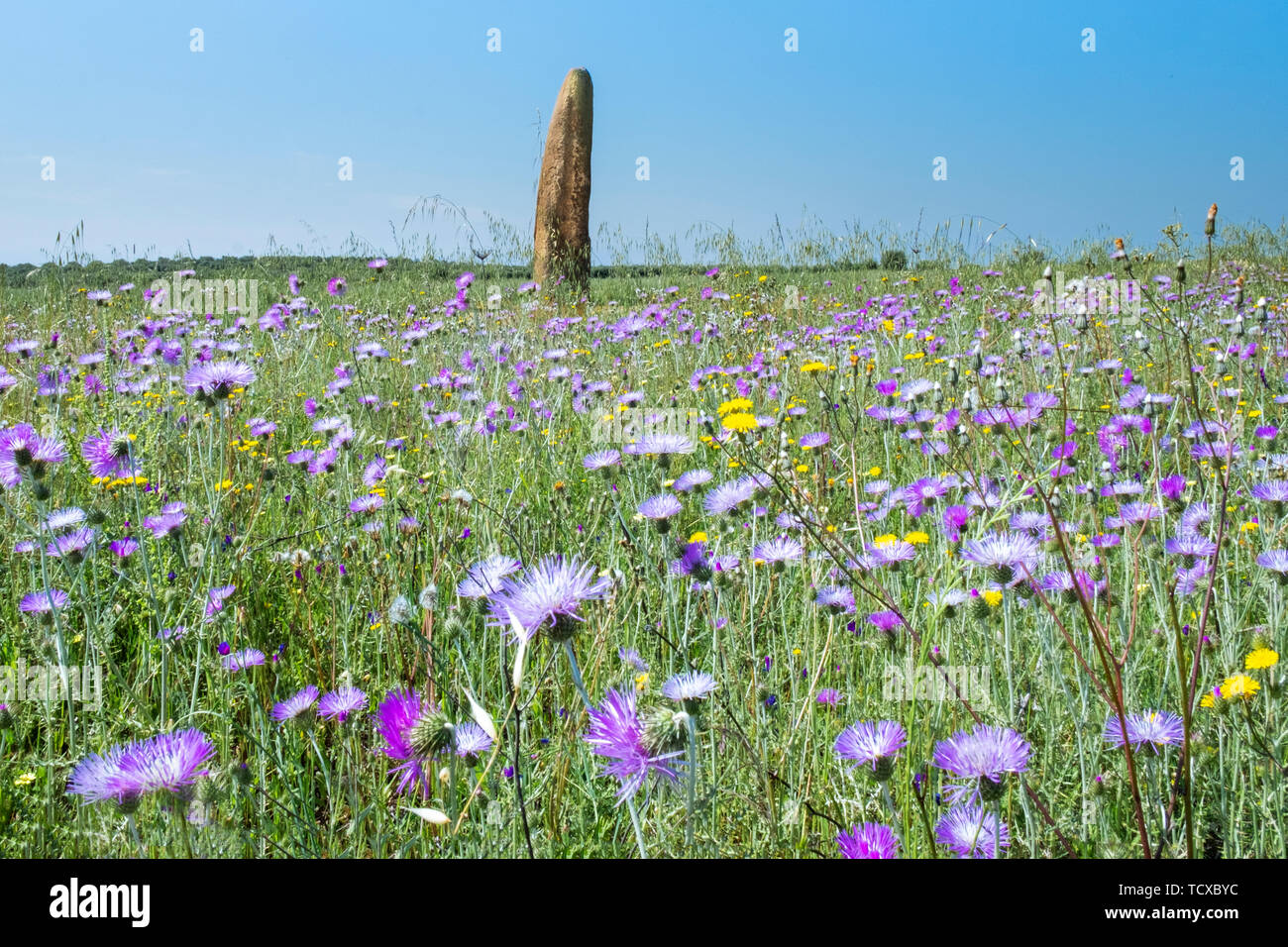 Die megalithischen Menir Do Outeiro Standing Stone in einer Wiese von wilden Blumen, Monsaraz, Alentejo, Portugal, Europa Stockfoto