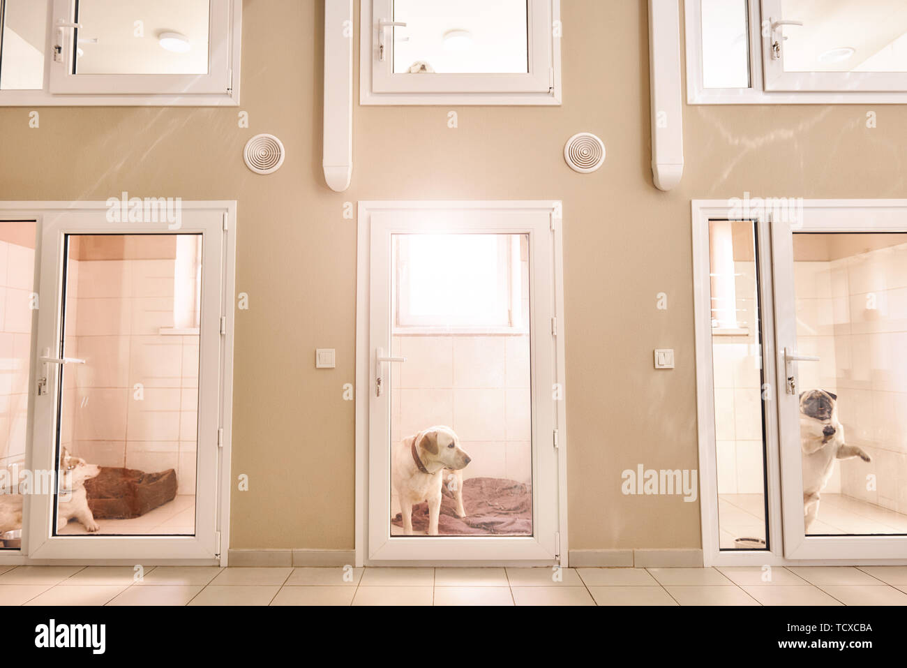 Komfortabler Platz für jeden Patienten. Fotos der Zimmer mit verschiedenen Tieren innen für Haustiere an der Tierärztlichen Klinik. Pet Care Concept. Medizin co Stockfoto