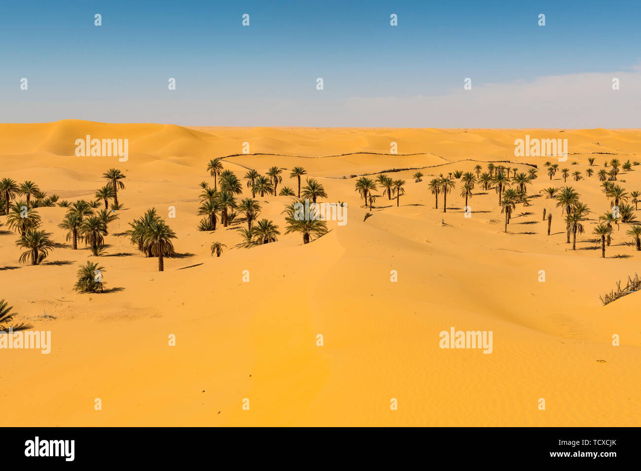Palm Grove in den Dünen, in der Nähe von Timimoun, westlichen Algerien, Nordafrika, Afrika Stockfoto