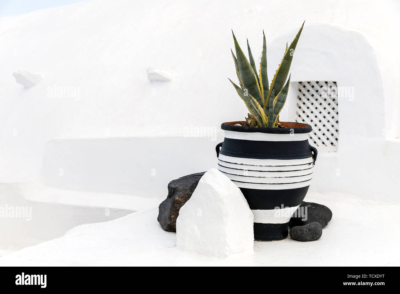 Eine große schöne Aloe vera wächst in einem Topf. Stockfoto