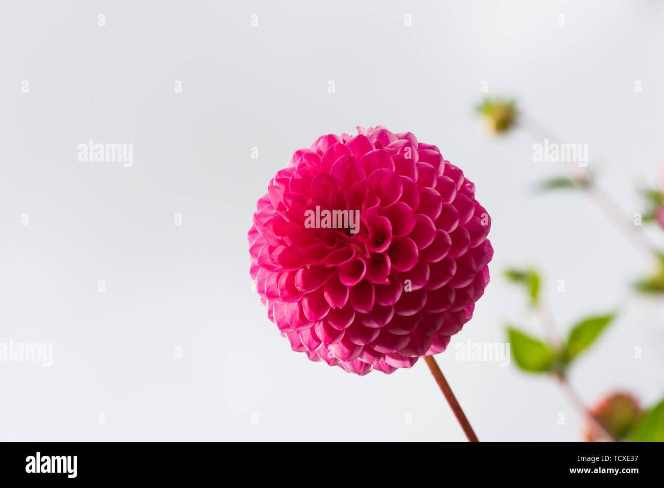 Dahlie Stockfoto