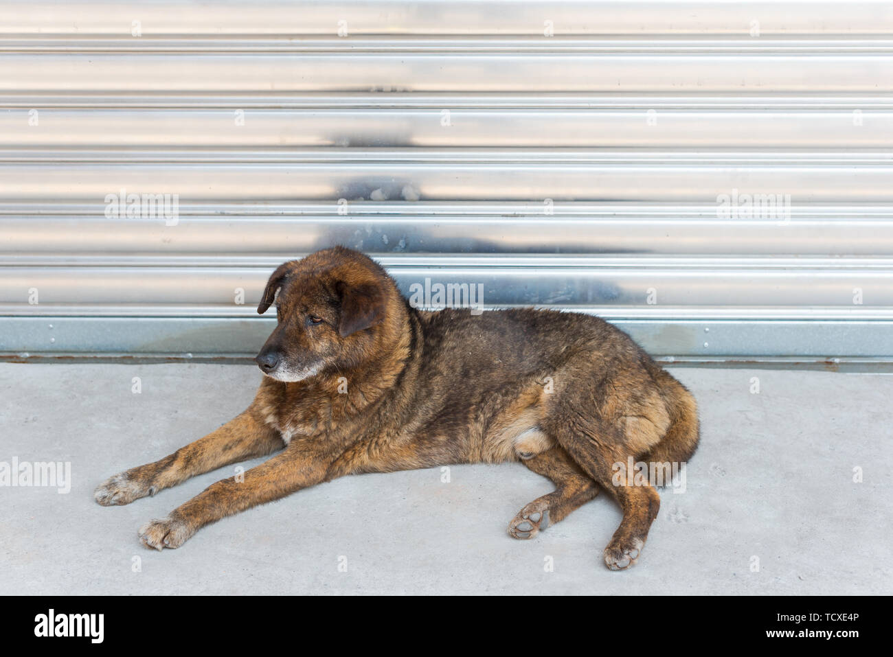 Ein Eingeborener Hund in der Landschaft, die Chinesische idyllische Hund. Stockfoto