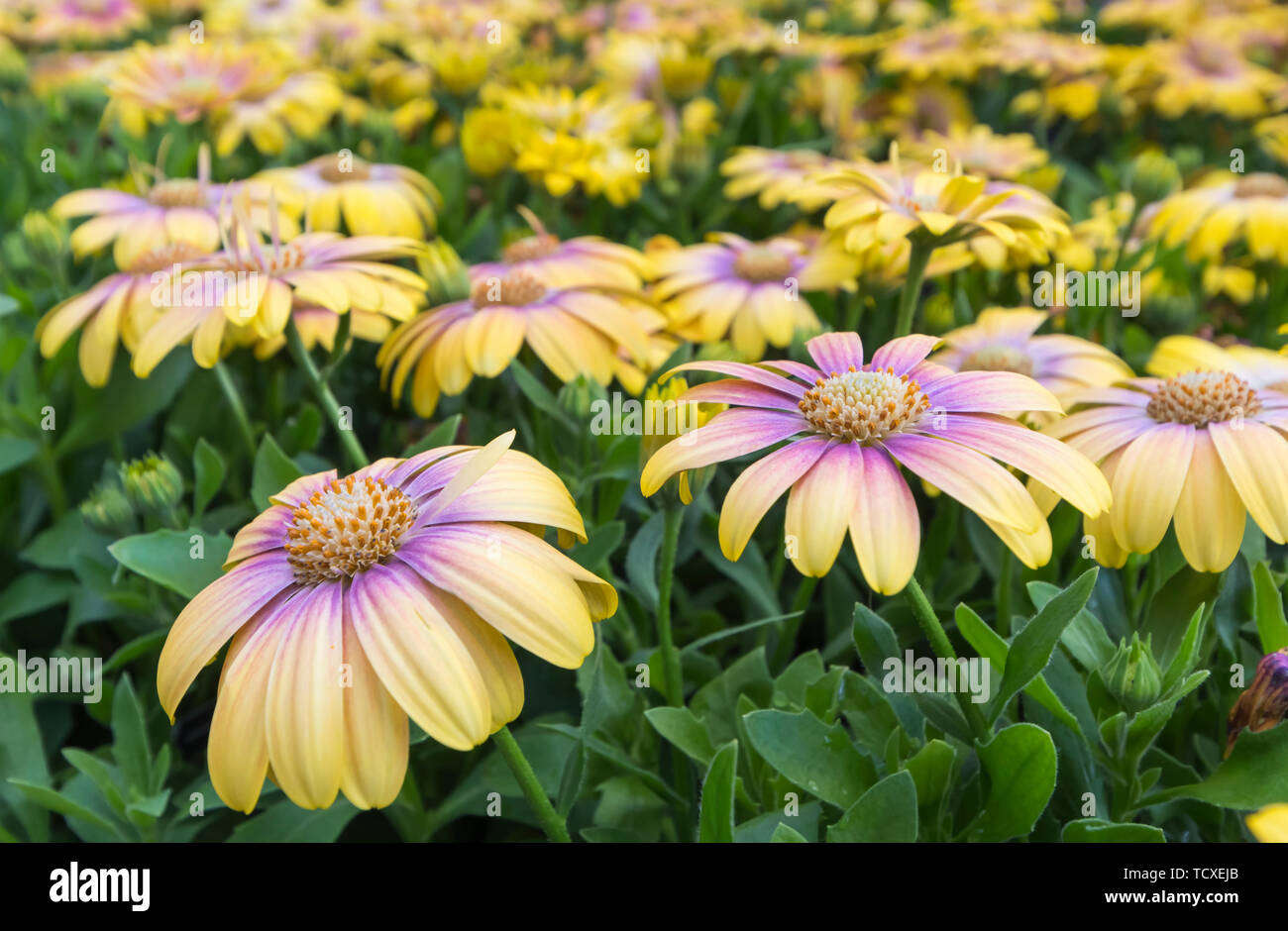 Osteospermum Serenity Erröten Schönheit" Balostush' (von Serenity Serie) Blumen im Sommer in Großbritannien. Stockfoto