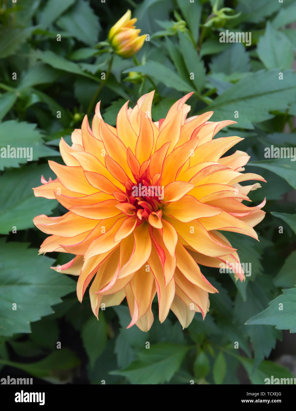 Dahlie im sommer Fotos und Bildmaterial in hoher Auflösung Alamy