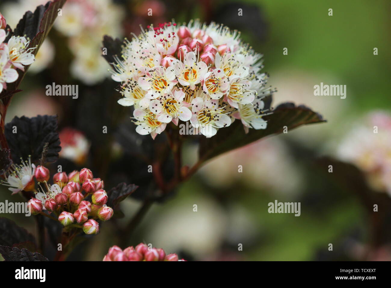 Blühende Sorte gemeinsame ninebark (Physocarpus opulifolius's "Summer Wine") im Sommer Garten Stockfoto