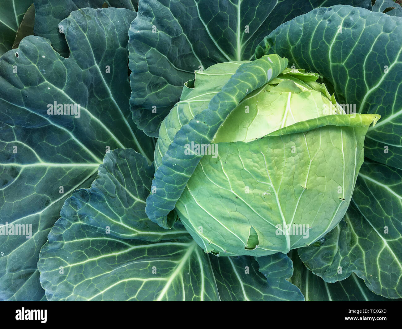 Kohl im pflanzlichen Bereich. Stockfoto