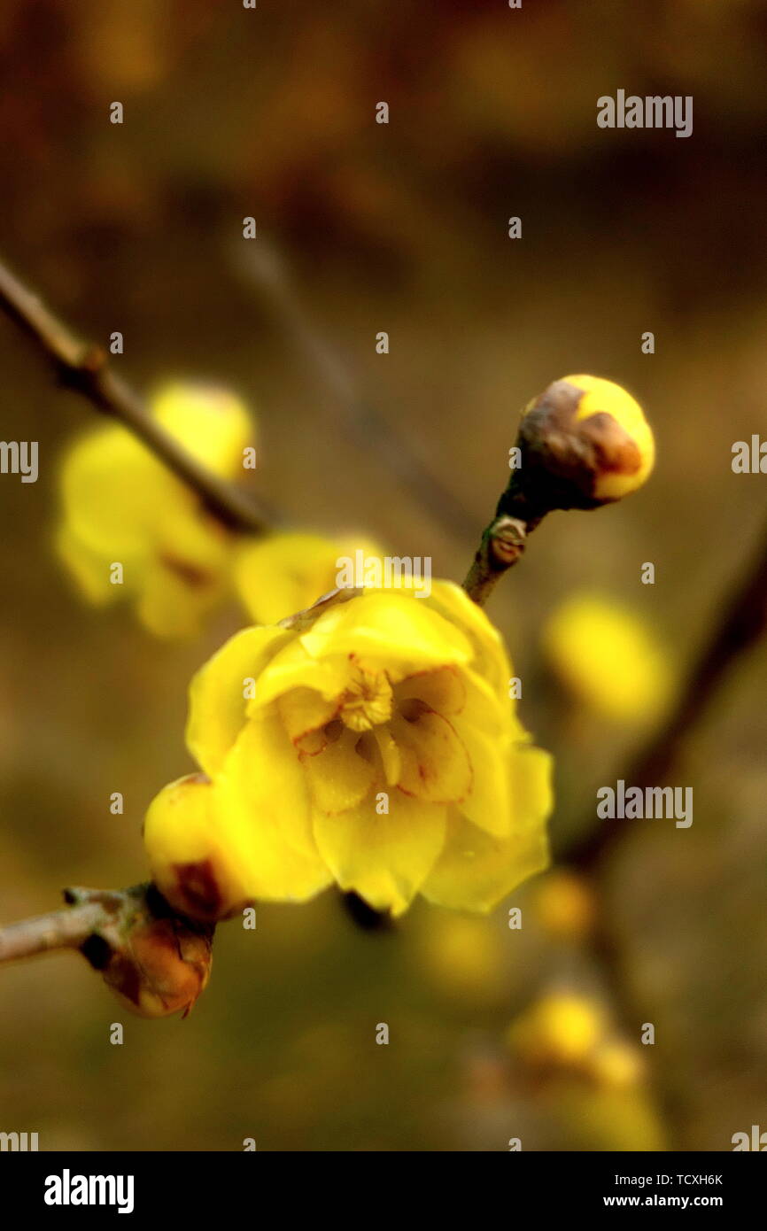 Plum flower Stockfoto