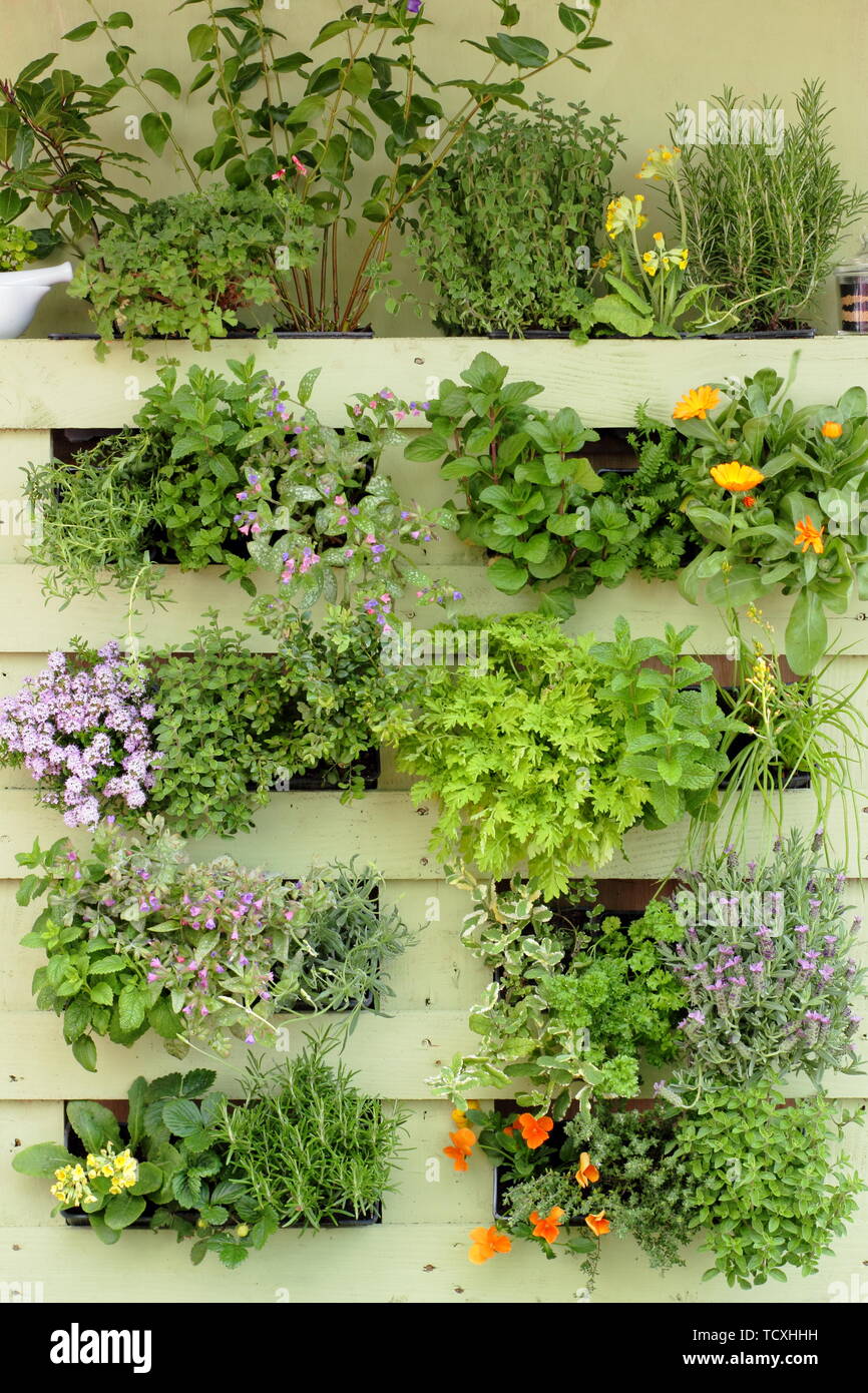 Pallet garden Fotos und Bildmaterial in hoher Auflösung Alamy