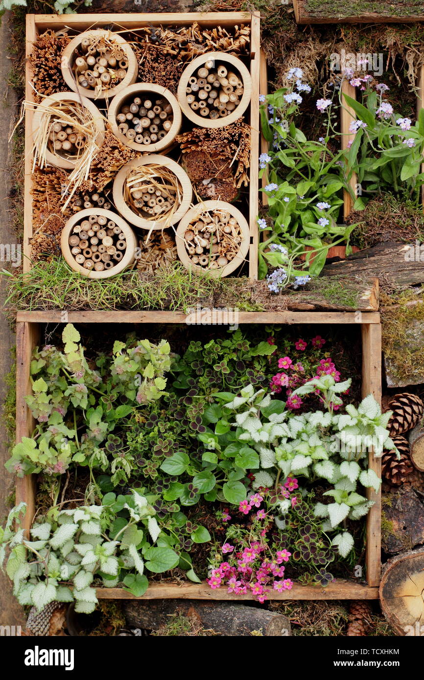 Kleine vertikale Garten Pflanzmaschine und Bug Hotel aus Recycling-materialien von Holz- Wein Boxen Stockfoto