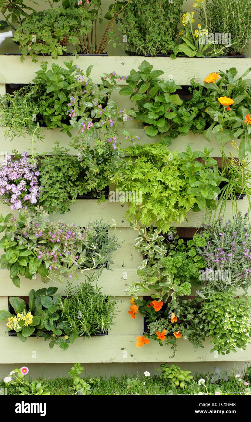 Pflanzen wachsen in einem kleinen vertikalen Garten von einem recycelten Holzpalette gestellt Stockfoto