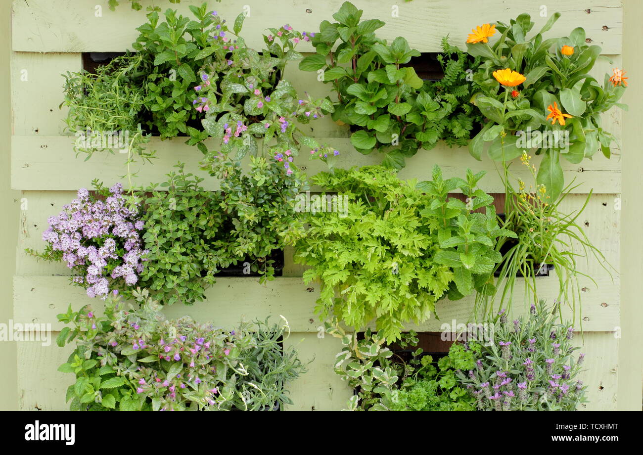 Kräuter und Blumen wachsen in einem kleinen vertikalen Garten von einem recycelten Holzpalette gestellt Stockfoto