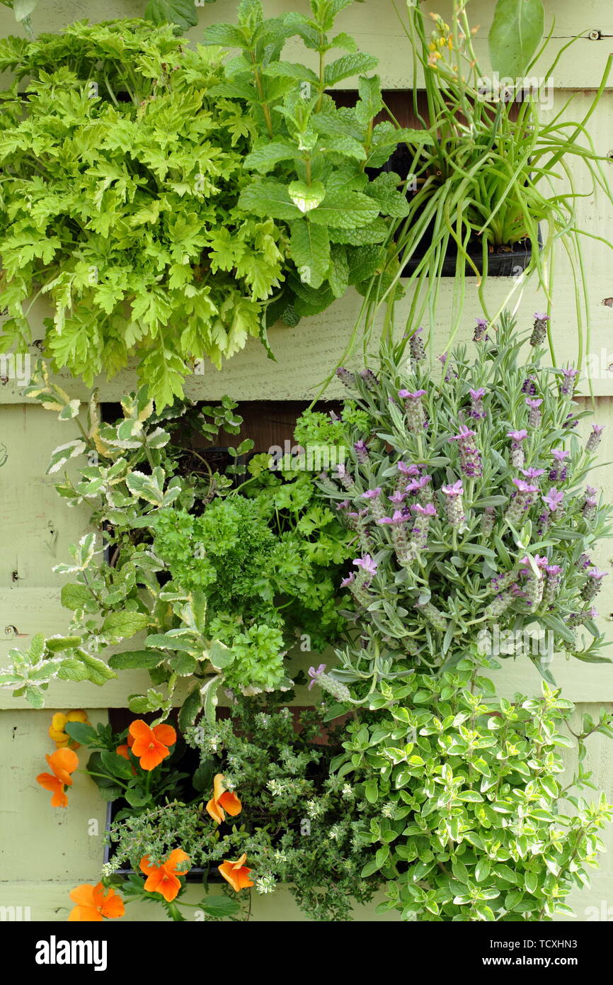 Pflanzen wachsen in einem kleinen vertikalen Garten von einem recycelten Holzpalette gestellt Stockfoto