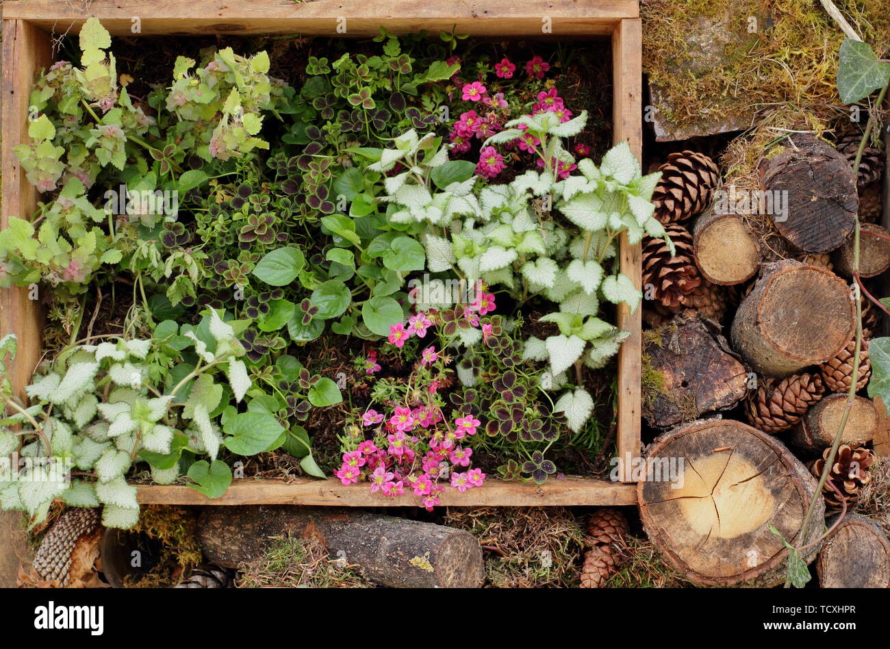 Kleine vertikale Garten Pflanzmaschine aus recyceltem Holz- Wein Boxen Stockfoto