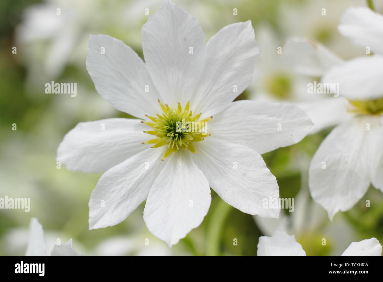 Clematis x cartmanii 'Joe'. Weiß Frühling Blüten der Clematis 'Joe' - April Stockfoto
