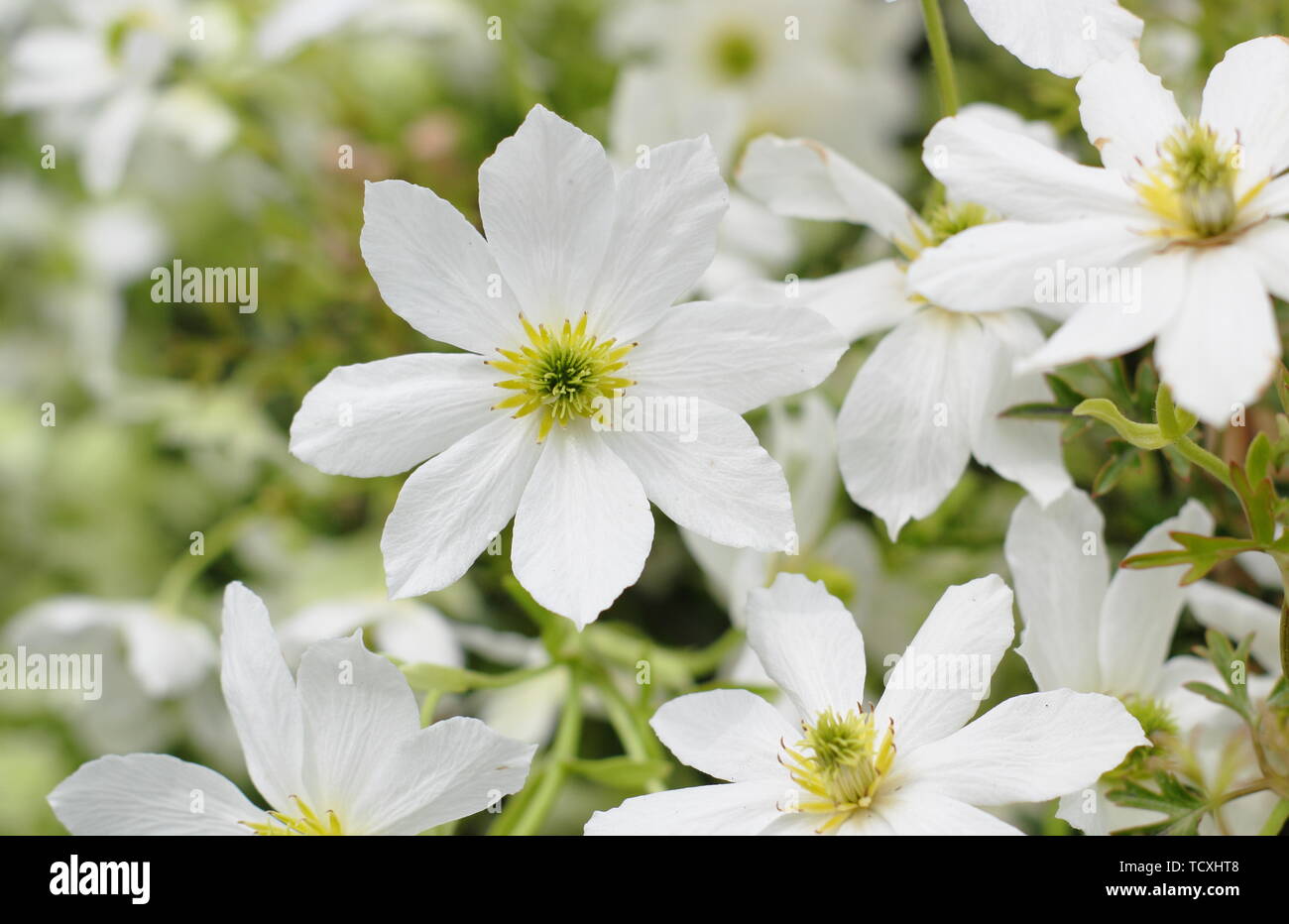 Clematis x cartmanii 'Joe'. Weiß Frühling Blüten der Clematis 'Joe' - April Stockfoto