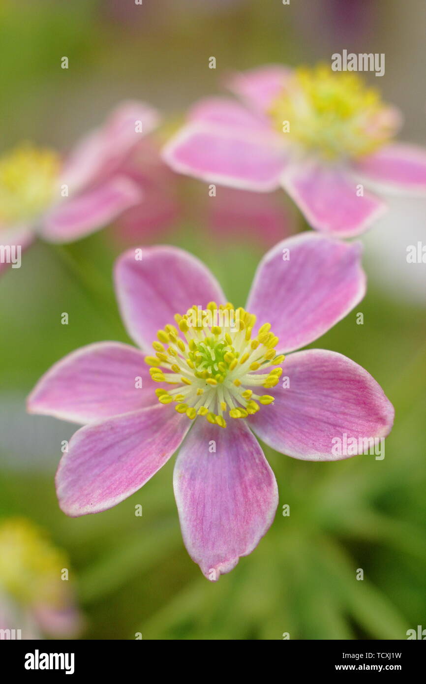 Anemone narcissiflora. Narzisse blühenden Anemonen-rosa Form, Blütezeit im April Stockfoto