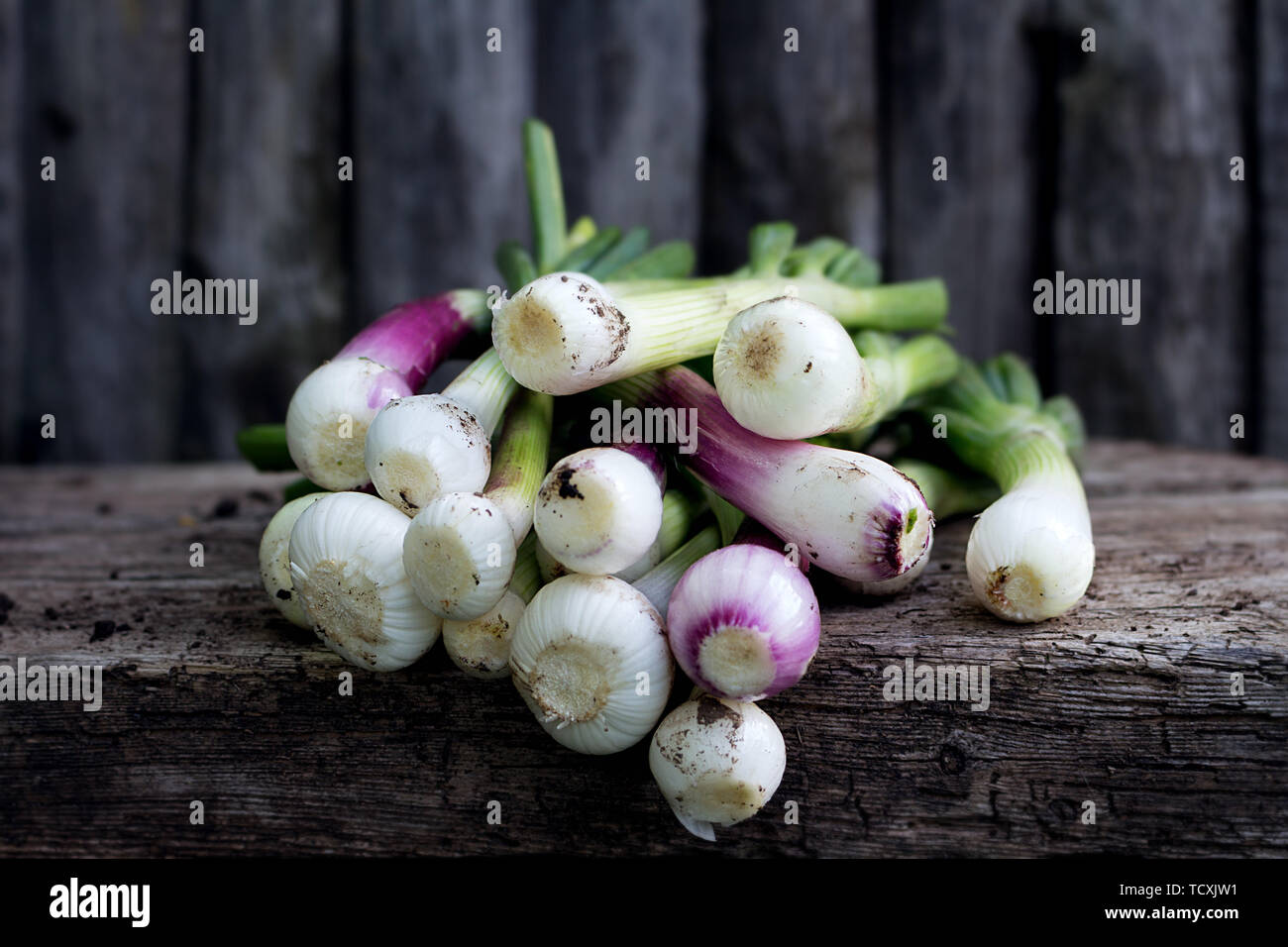 Organische grüne Zwiebeln frisch geernteten Im Garten Stockfoto